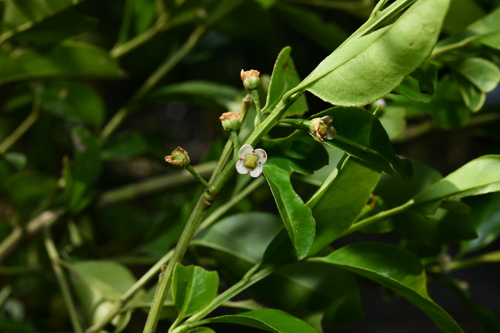 Ilex szechwanensis
