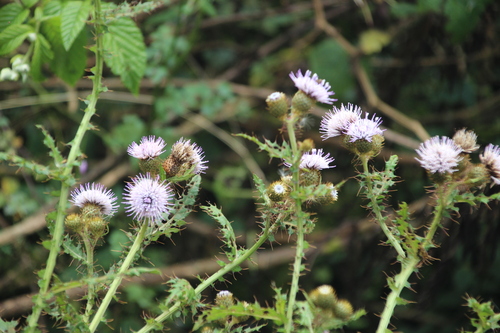 Afrocarduus ruwenzoriensis