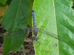 Pachydiplax longipennis