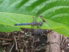 Pachydiplax longipennis