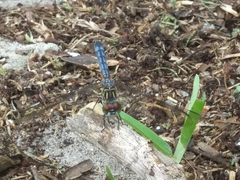 Pachydiplax longipennis