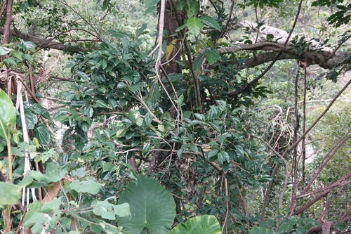 Foto de Figueira-benjamim