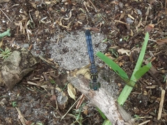 Pachydiplax longipennis