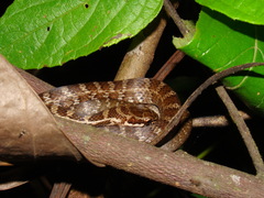 Palusophis bifossatus