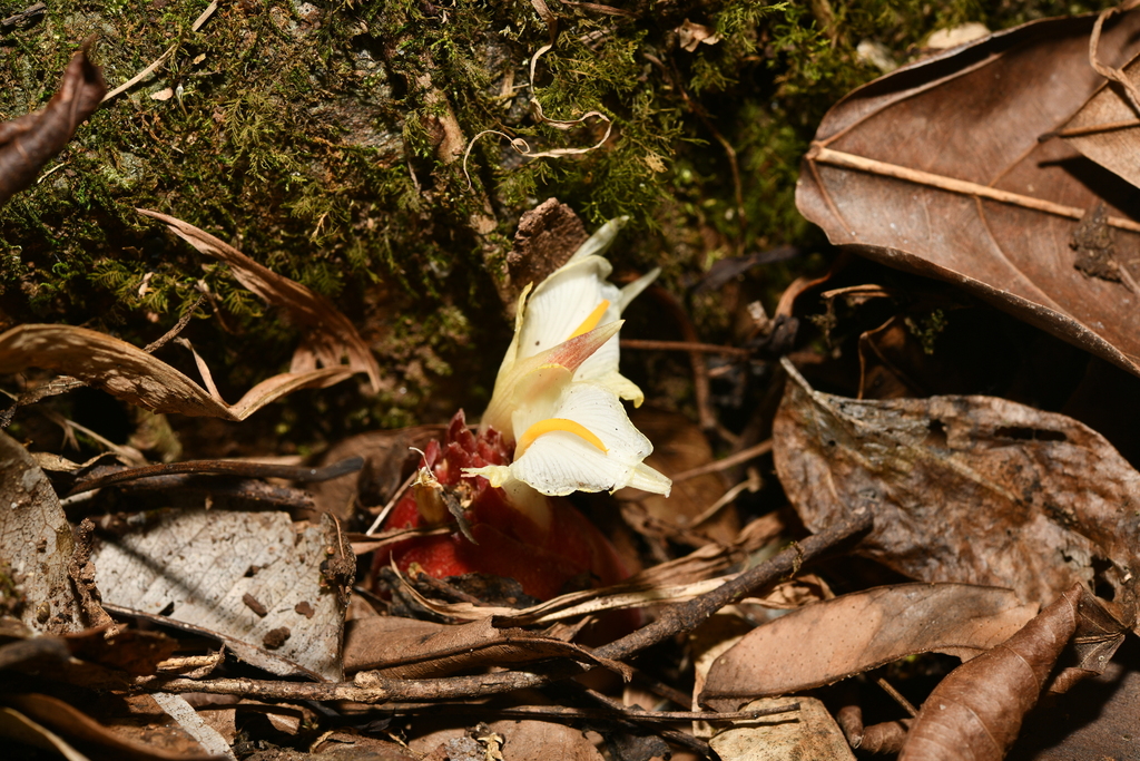 Zingiber orbiculatum (Zingiber orbiculatum)
