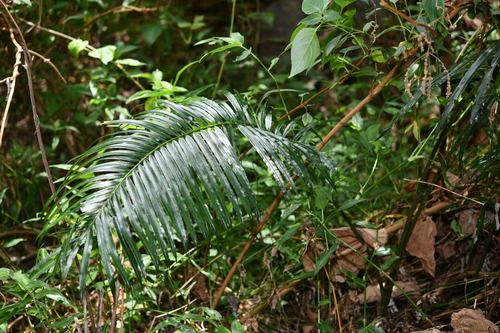 Cycas dolichophylla