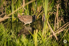 Porzana porzana