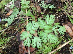 Dicentra