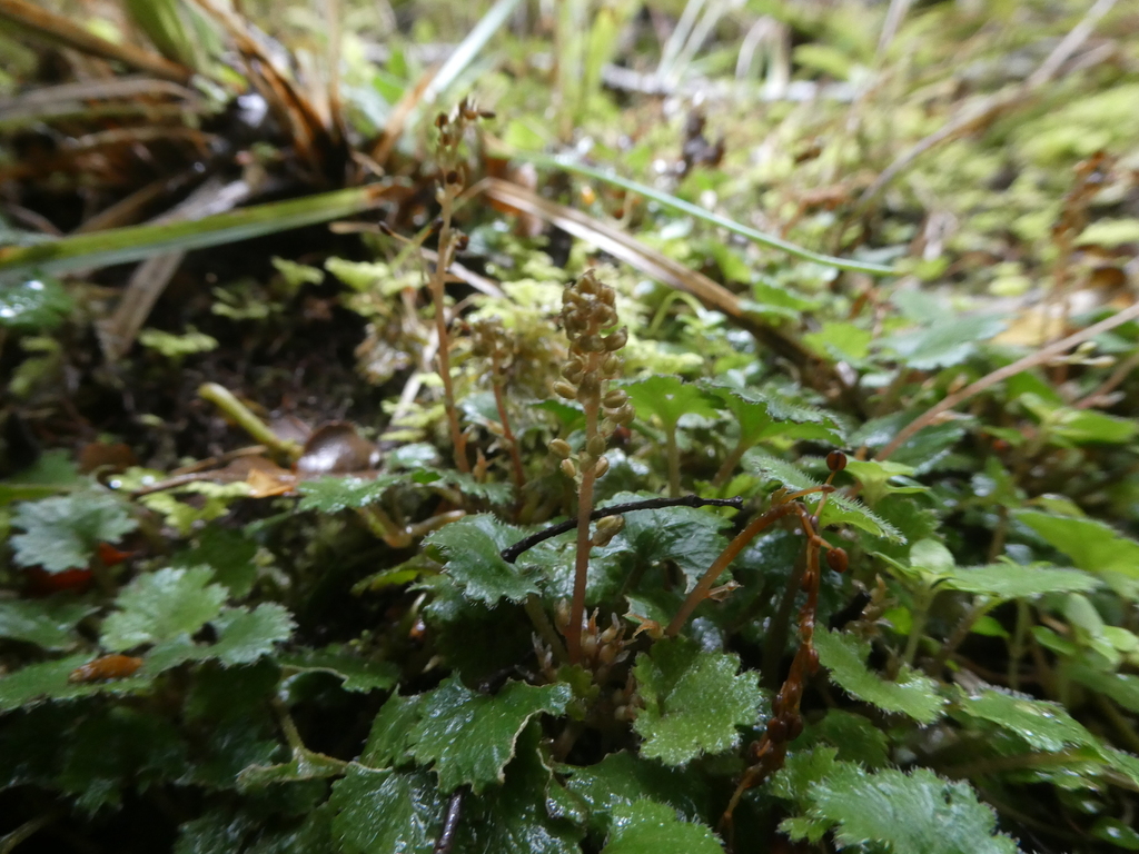 Gunnera monoica from Charming Creek Walkway (Seddonville Trail Head) 32 ...