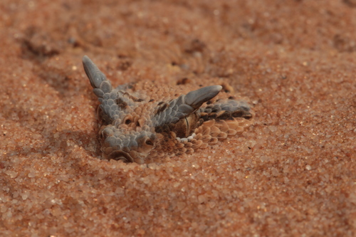 Arabian Horned Viper, Cerastes gasperettii