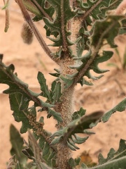 Oenothera engelmannii