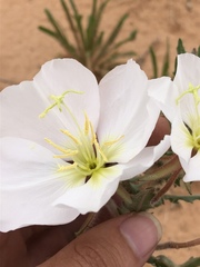 Oenothera engelmannii