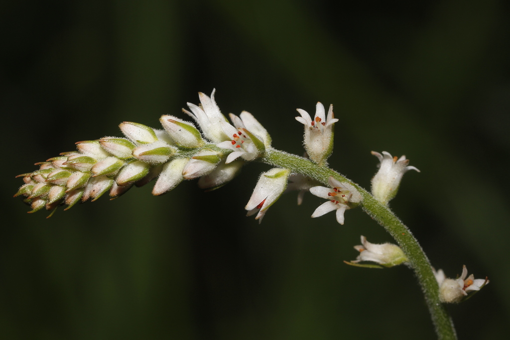Aletris stenoloba