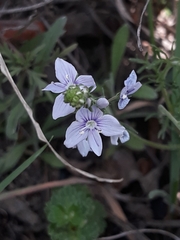 Veronica multifida