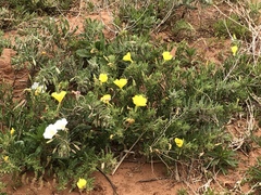 Oenothera grandis