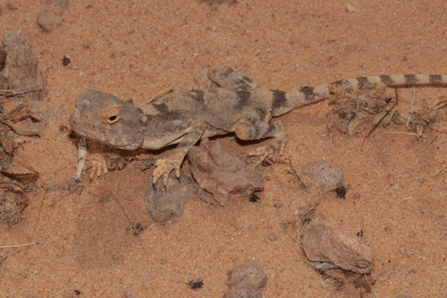 North Arabian Plain Agama