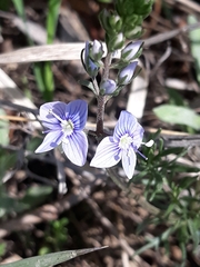 Veronica multifida