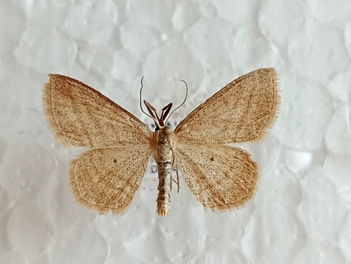 Piadica pruhovaná (Scopula virgulata)