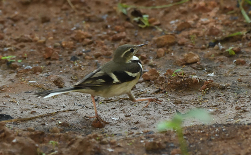Forest Wagtail (Dendronanthus indicus), photo 7