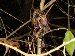 Pachylis pharaonis