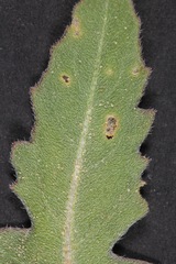 Oenothera engelmannii