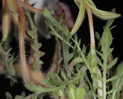 Oenothera engelmannii