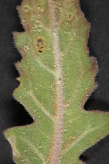 Oenothera engelmannii