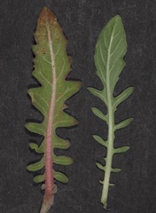 Oenothera engelmannii