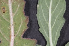 Oenothera engelmannii