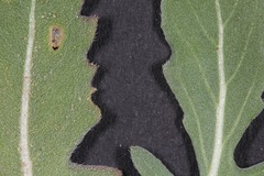 Oenothera engelmannii