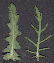 Oenothera engelmannii