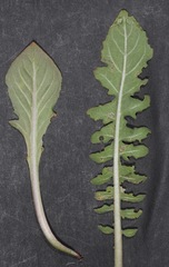 Oenothera engelmannii