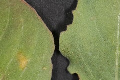 Oenothera engelmannii