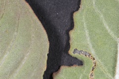 Oenothera engelmannii