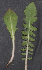 Oenothera engelmannii