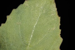 Oenothera engelmannii