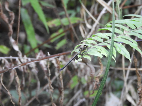 Leptogomphus coomansi (Leptogomphus coomansi)