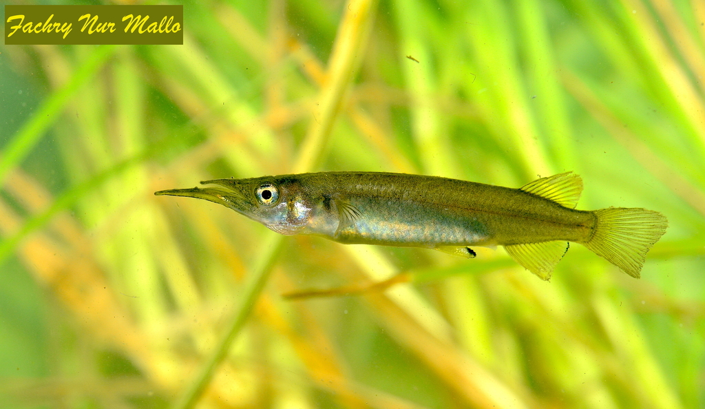 Nomorhamphus kolonodalensis