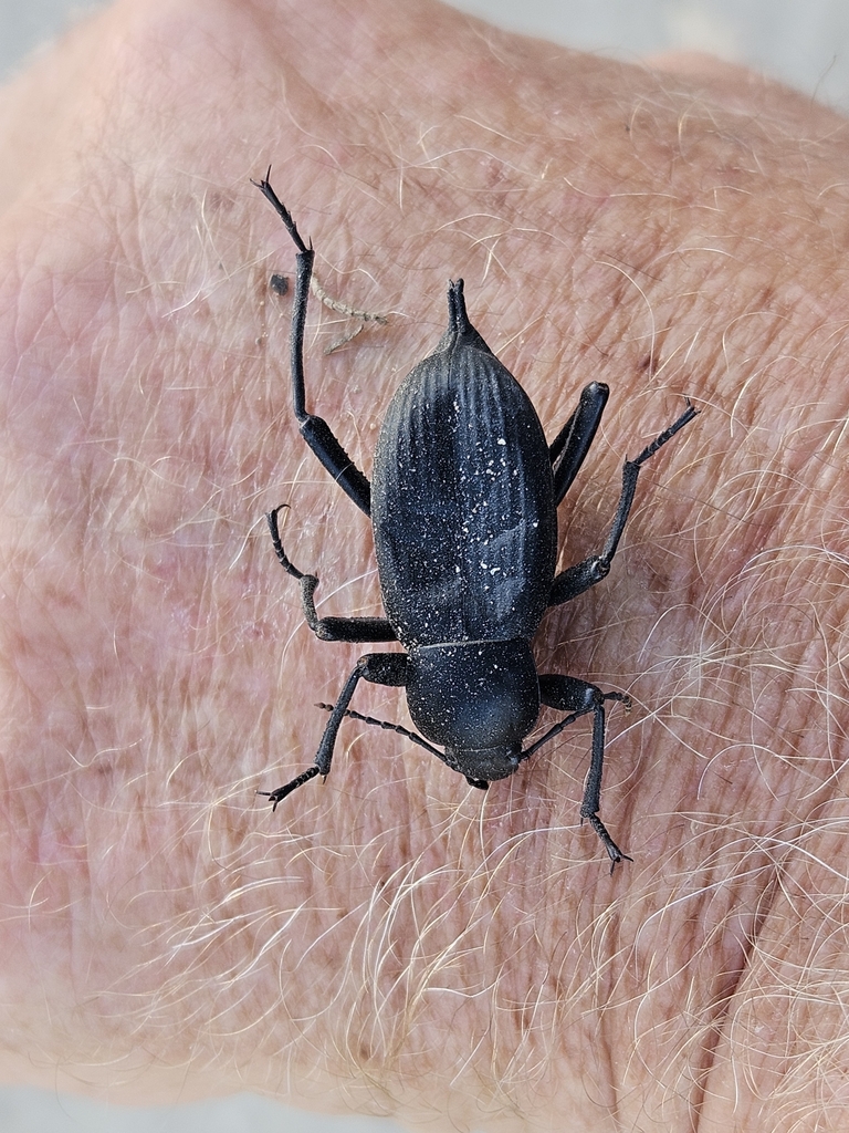 Egyptian Beetle from Fowlers Bay SA 5690, Australia on February 4, 2024 ...