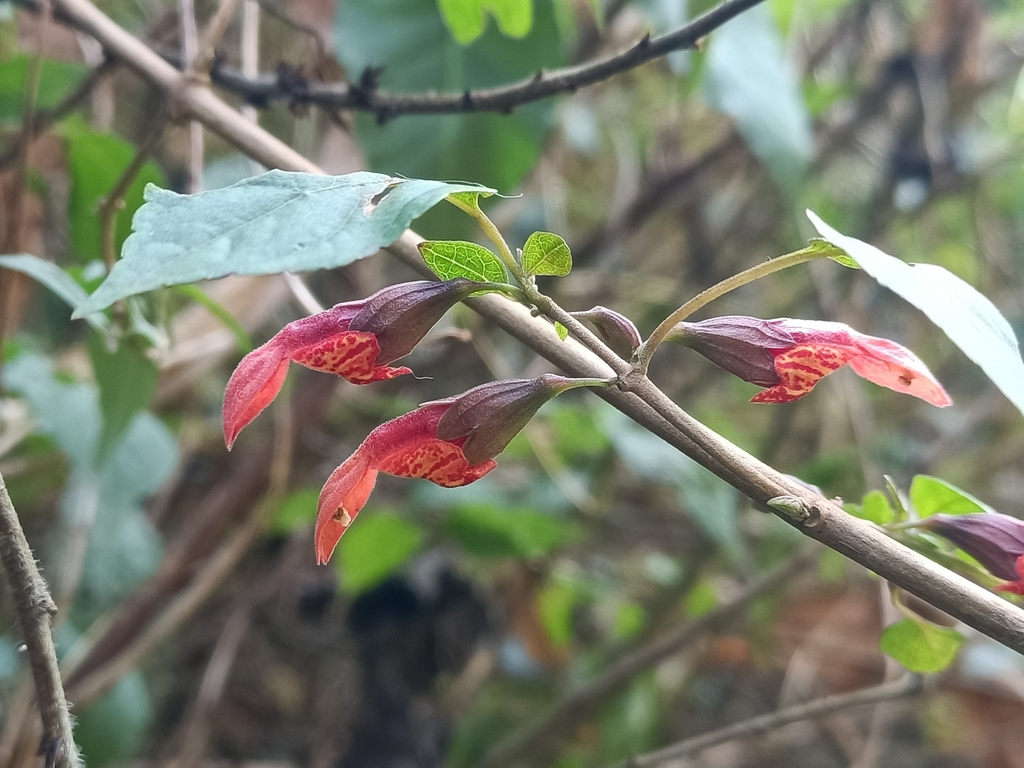 Colquhounia seguinii (Colquhounia seguinii)