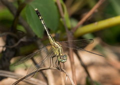 Diplacodes trivialis