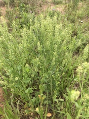 Lepidium austrinum