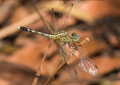 Diplacodes trivialis