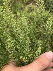 Lepidium austrinum
