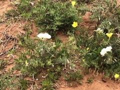 Oenothera engelmannii