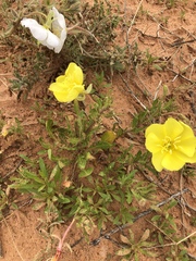 Oenothera grandis