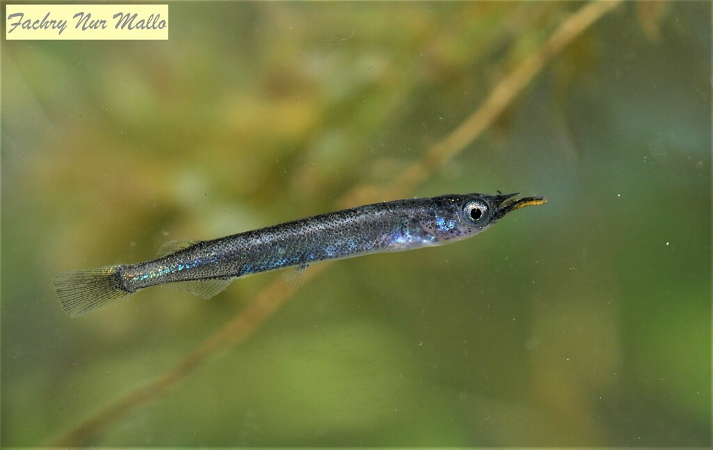Nomorhamphus weberi (Nomorhamphus weberi)