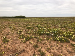 Oenothera grandis