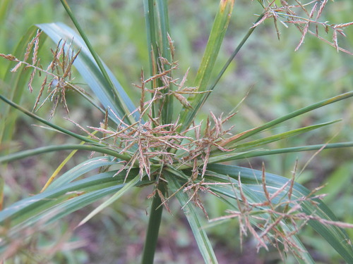 Cyperus distans iNat (1)