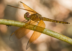 Neurothemis fluctuans